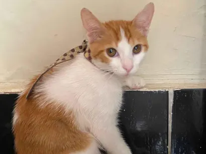 Gato raça SRD-ViraLata idade 2 a 6 meses nome Apollo