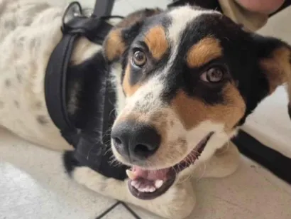 Cachorro raça SRD-ViraLata idade 1 ano nome Luci