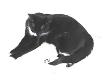 Gato raça SRD-ViraLata idade 7 a 11 meses nome Mumu