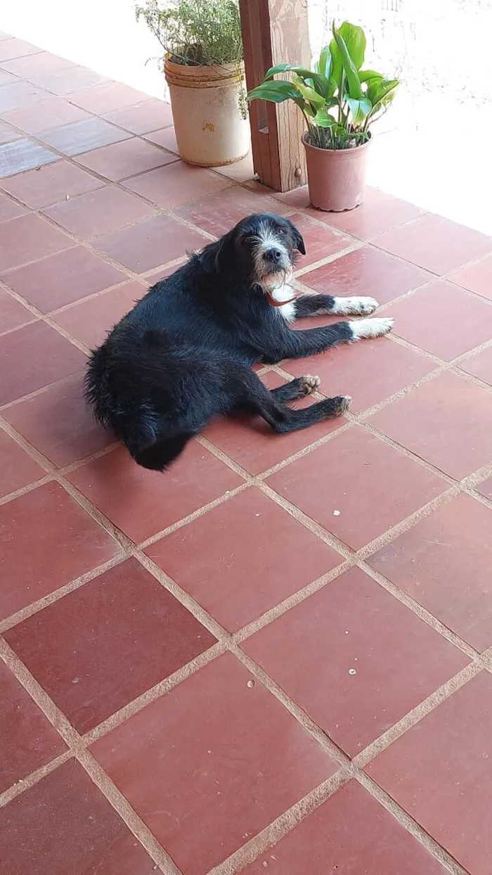 Cachorro raça SRD-ViraLata idade 6 ou mais anos nome STEVIE 