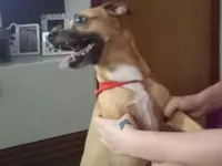 Cachorro raça SRD-ViraLata idade 5 anos nome Apolo