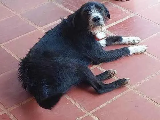 Cachorro raça SRD-ViraLata idade 6 ou mais anos nome STEVIE 