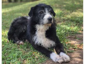 Cachorro raça SRD-ViraLata idade 6 ou mais anos nome STEVIE 