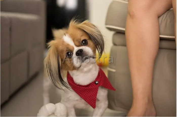 Cachorro raça Shitzu idade 6 ou mais anos nome Thor