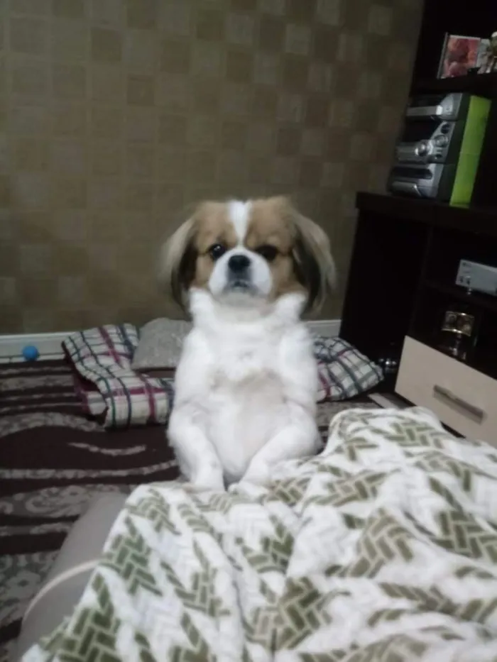 Cachorro raça Shitzu idade 6 ou mais anos nome Thor