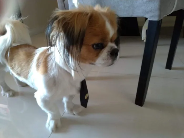 Cachorro raça Shitzu idade 6 ou mais anos nome Thor