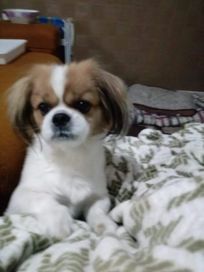 Cachorro raça Shitzu idade 6 ou mais anos nome Thor