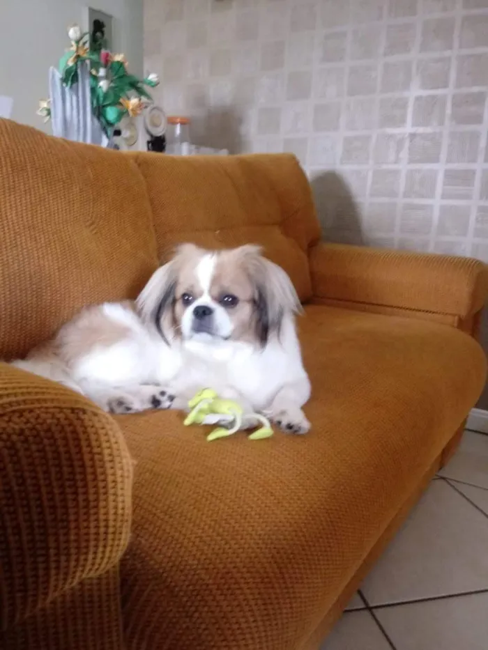 Cachorro raça Shitzu idade 6 ou mais anos nome Thor