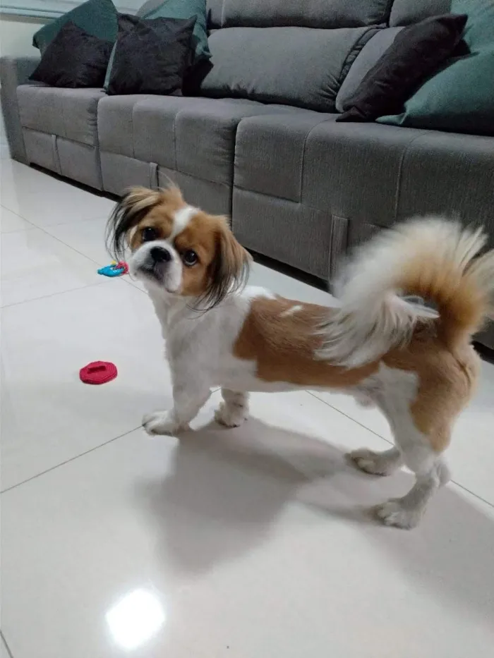 Cachorro raça Shitzu idade 6 ou mais anos nome Thor