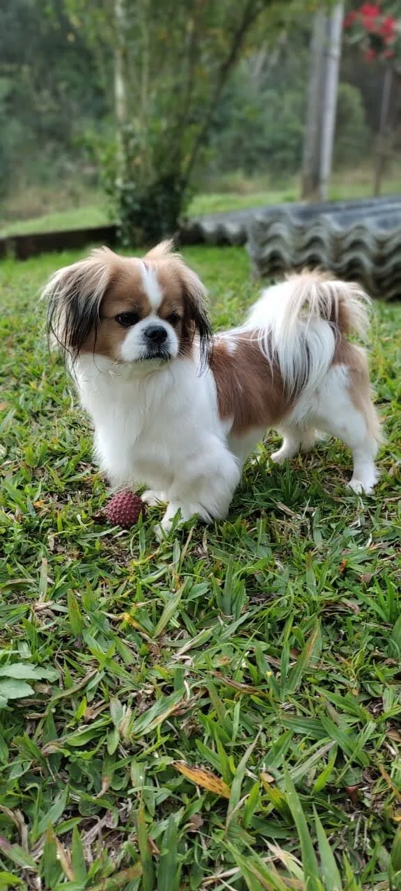 Cachorro raça Shitzu idade 6 ou mais anos nome Thor
