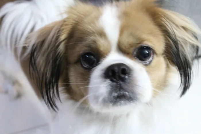 Cachorro raça Shitzu idade 6 ou mais anos nome Thor