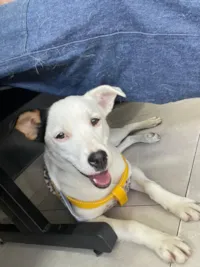 Cachorro raça SRD-ViraLata idade 1 ano nome Yara