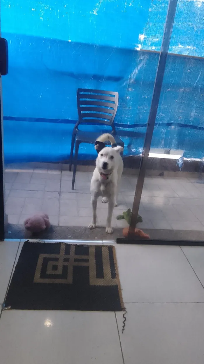 Cachorro raça SRD-ViraLata idade 1 ano nome Yara