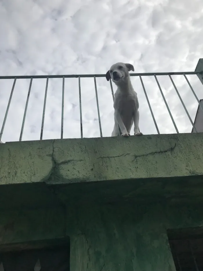 Cachorro raça SRD-ViraLata idade 1 ano nome Yara
