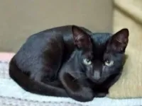 Gato raça SRD-ViraLata idade 2 a 6 meses nome Elza