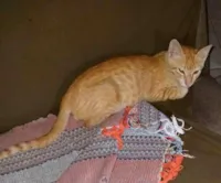 Gato raça SRD-ViraLata idade 2 a 6 meses nome Laranjinha