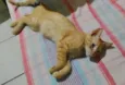 Gato raça SRD-ViraLata idade 2 a 6 meses nome Laranjinha