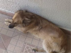 Cachorro raça SRD-ViraLata idade 5 anos nome Joaquim