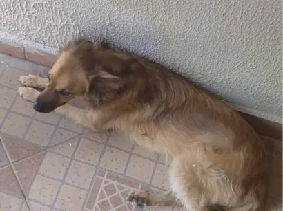 Cachorro raça SRD-ViraLata idade 5 anos nome Joaquim