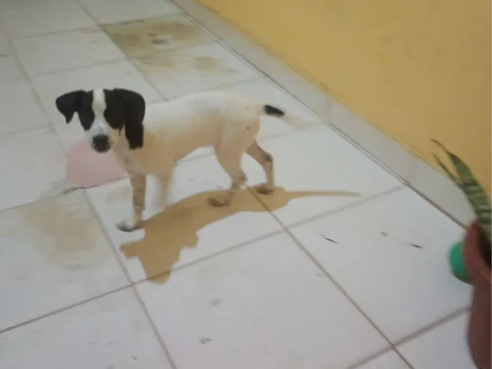 Cachorro raça SRD-ViraLata idade 2 a 6 meses nome Sol