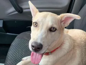 Cachorro raça SRD-ViraLata idade 3 anos nome Pandora