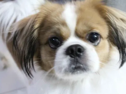 Cachorro raça Shitzu idade 6 ou mais anos nome Thor