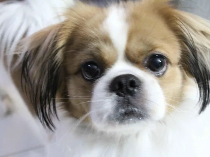 Cachorro raça Shitzu idade 6 ou mais anos nome Thor