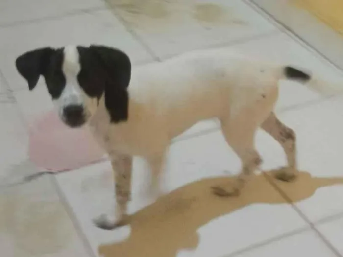 Cachorro raça SRD-ViraLata idade 2 a 6 meses nome Sol