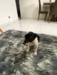 Cachorro raça SRD-ViraLata idade 2 a 6 meses nome Faísca 