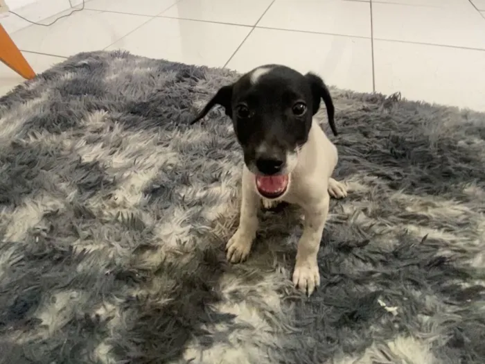 Cachorro raça SRD-ViraLata idade 2 a 6 meses nome Faísca 