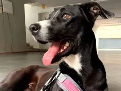 Cachorro raça SRD-ViraLata idade 2 anos nome Kira