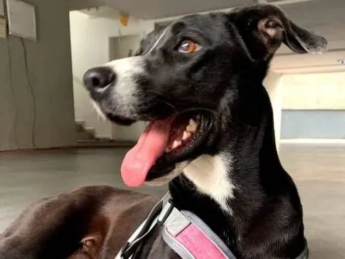 Cachorro raça SRD-ViraLata idade 2 anos nome Kira