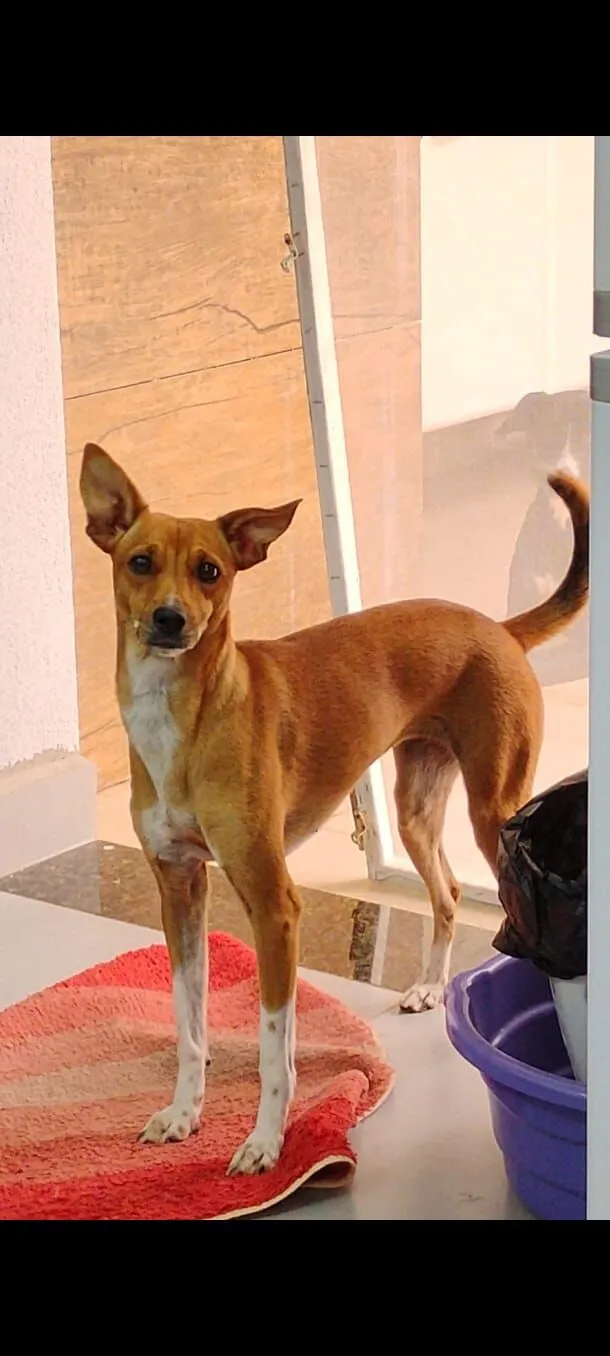 Cachorro raça SRD-ViraLata idade 3 anos nome Lisy