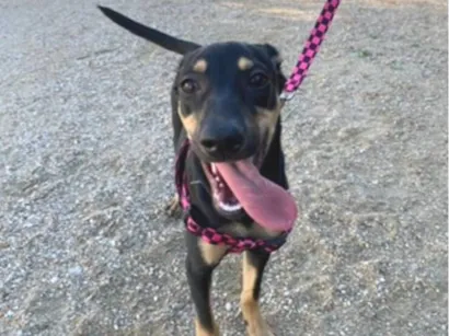 Cachorro raça SRD-ViraLata idade 4 anos nome Shirin