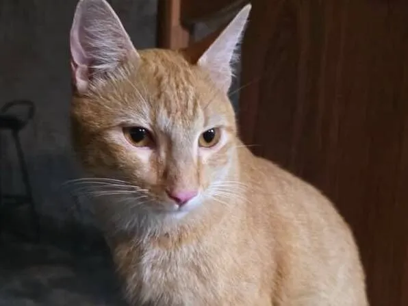 Gato raça Maine Coon idade 7 a 11 meses nome Raimundo Neto