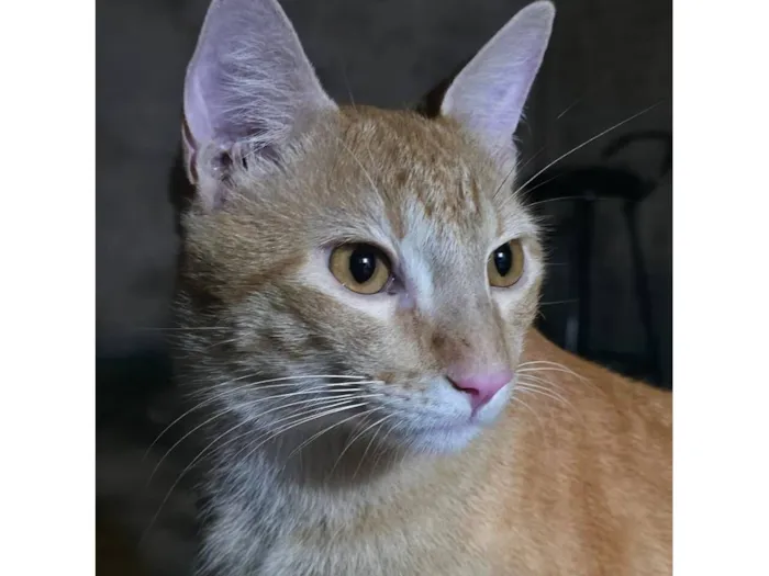 Gato raça Maine Coon idade 7 a 11 meses nome Raimundo Neto