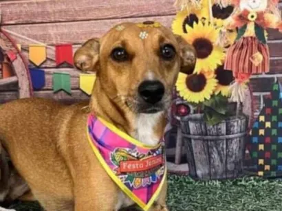 Cachorro raça SRD-ViraLata idade 3 anos nome Lisy