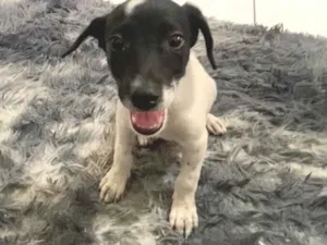 Cachorro raça SRD-ViraLata idade 2 a 6 meses nome Faísca 