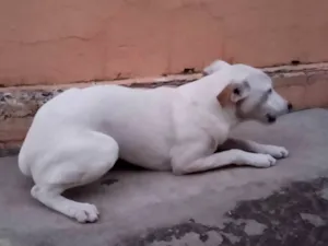 Cachorro raça SRD-ViraLata idade 7 a 11 meses nome Chico