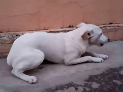 Cachorro raça SRD-ViraLata idade 7 a 11 meses nome Chico