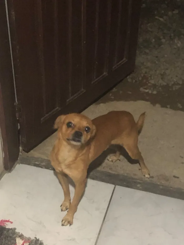 Cachorro raça SRD-ViraLata idade 2 anos nome Tobi