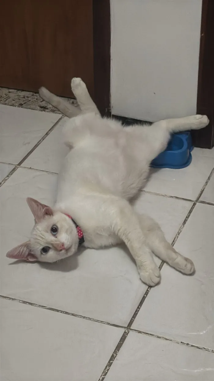 Gato raça SRD-ViraLata idade 7 a 11 meses nome Antonella