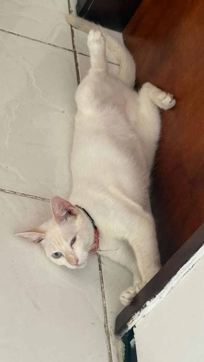 Gato raça SRD-ViraLata idade 7 a 11 meses nome Antonella