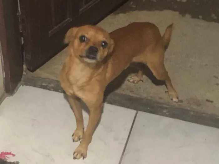 Cachorro raça SRD-ViraLata idade 2 anos nome Tobi
