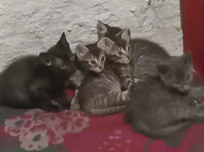Gato raça Ashera idade Abaixo de 2 meses nome Tem a mãe(mina)e 5 gatos bem novos 
