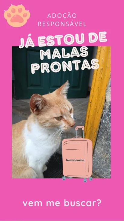 Gato raça Exótico idade 1 ano nome Mel