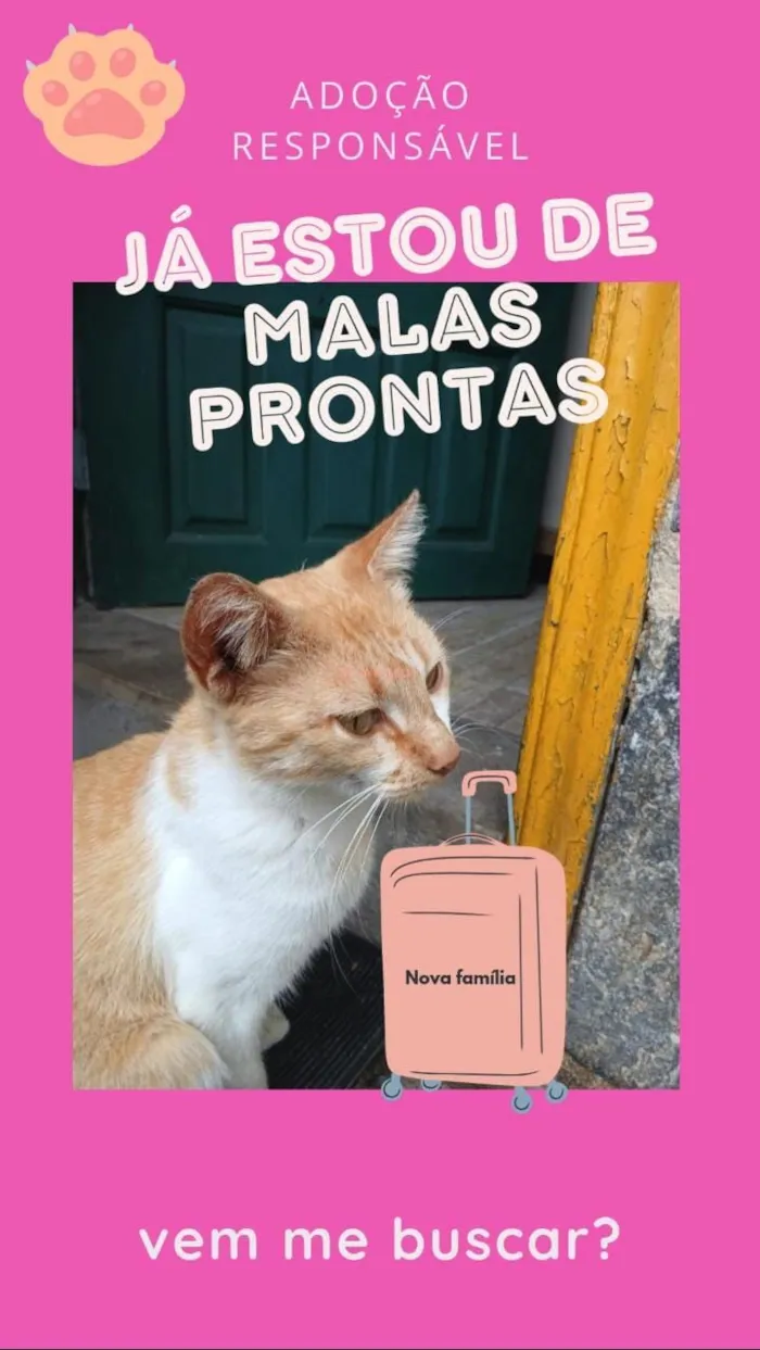 Gato raça Exótico idade 1 ano nome Mel