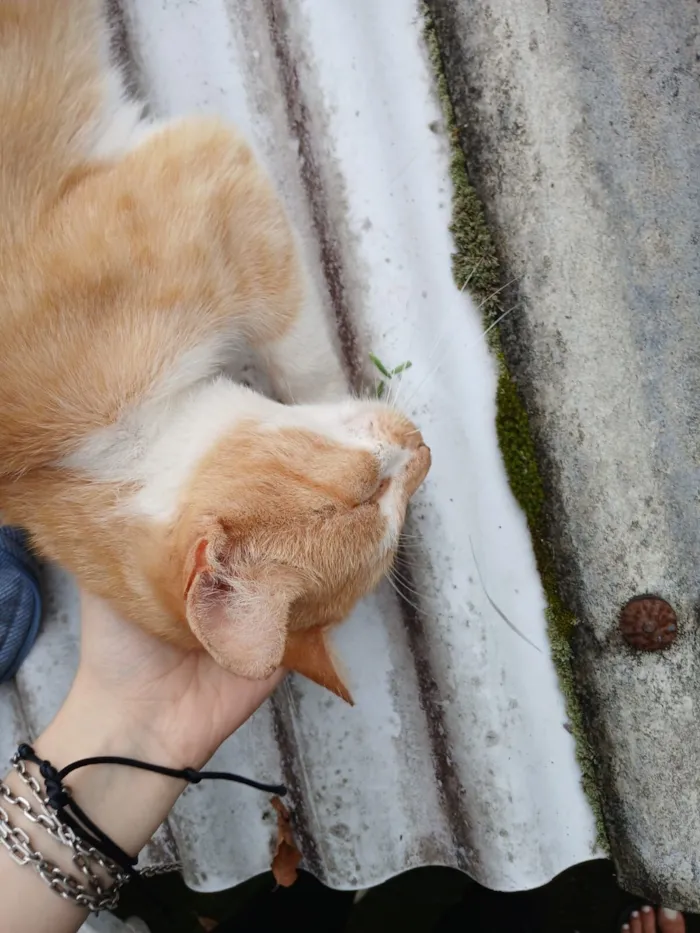 Gato raça Exótico idade 1 ano nome Mel