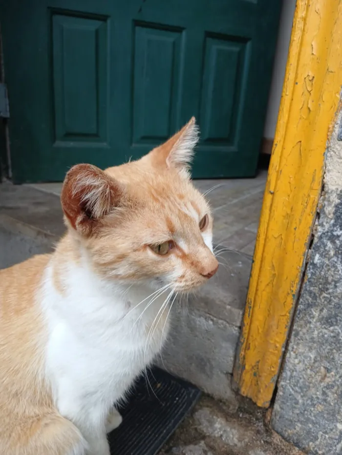 Gato raça SRD-ViraLata idade 1 ano nome Mel