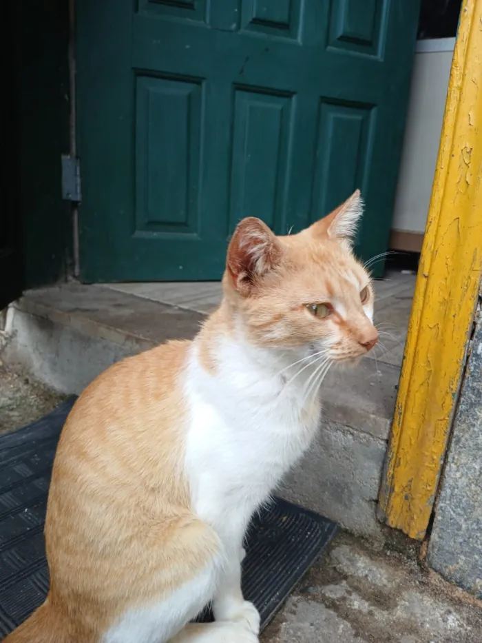 Gato raça SRD-ViraLata idade 1 ano nome Mel